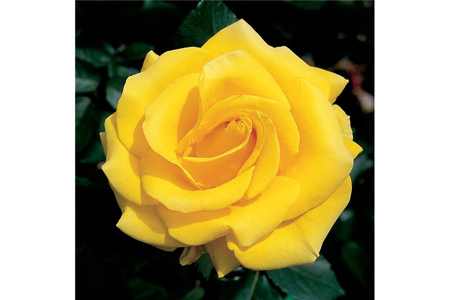 HYBRID TEA